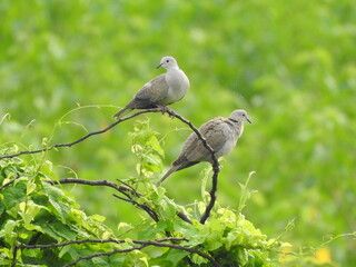 Two colored doves perch on the branches of a leafy green vine or bush.