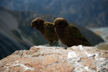 New Zealand kea Mount Cook