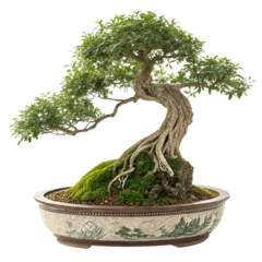 Fotobehang Bonsai Miniature bonsai tree realistic potted plant decor clipart illustration  © MUHAMMAD MUJIBUR