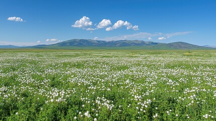 White poppy field with mountains under blue sky.