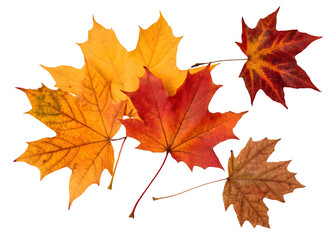 Fototapeta premium Autumn leaves falling from top to bottom on transparent background. Autumn background for you design 