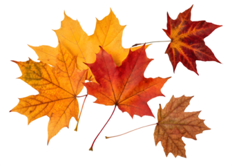 Autumn leaves falling from top to bottom on transparent background. Autumn background for you design 
