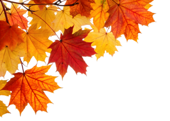 Autumn leaves falling from top to bottom on transparent background. Autumn background for you design 