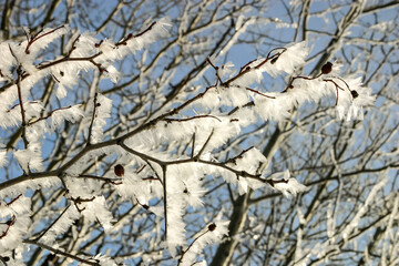 Fototapeta premium A branch covered in snow and ice