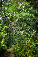 A lush green jungle with a tree in the foreground
