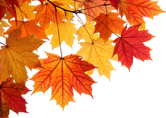 Autumn leaves falling from top to bottom on transparent background. Autumn background for you design 
