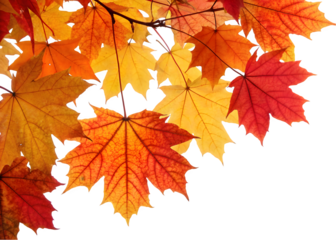 Autumn leaves falling from top to bottom on transparent background. Autumn background for you design 