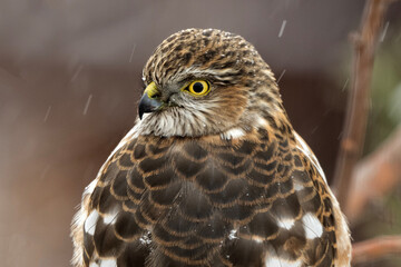Sharp-shinned hawk (Accipiter striatus); Laramie, Wyoming