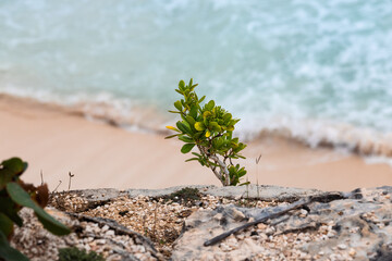 plant on the beach, Tulum, Mexico 
