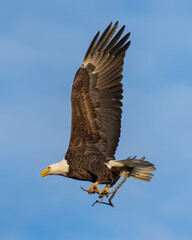 Bald Eagle in flight