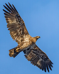 Bald Eagle in flight