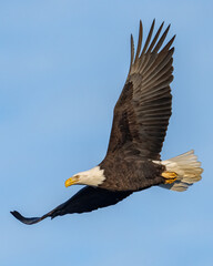 Bald Eagle in flight