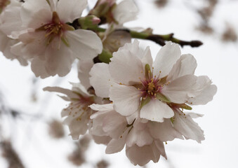 Ramitas con flores de almendro, a finales de enero