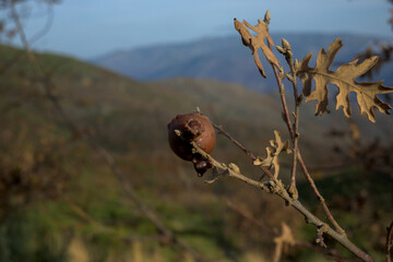 Oak gall insect pest infection Cynips Divisa horizontal