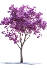 Naklejka premium Purple flowering tree isolated on white background
