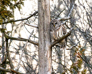 barred owl
