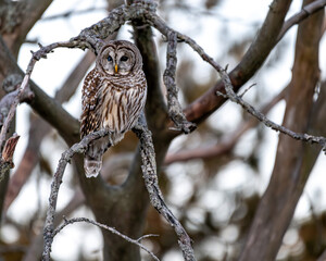 barred owl