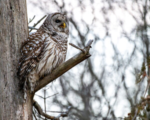 barred owl