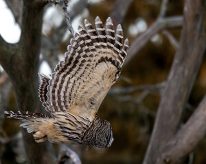 barred owl