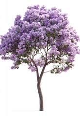 Obraz premium A blossoming lilac tree stands alone against a white background