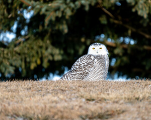 snowy owl