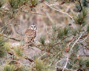 barred owl