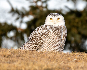snowy owl