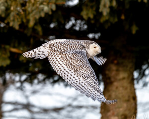 snowy owl in flight