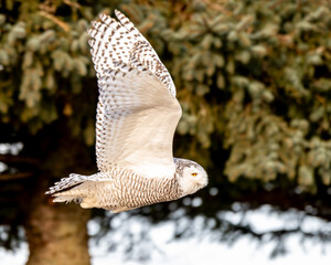 snowy owl in flight
