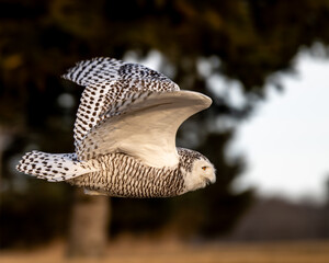 snowy owl in flight
