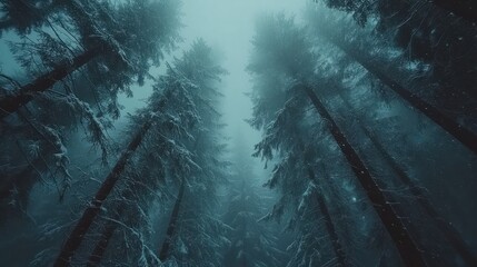 Looking up into a misty, snow-covered forest.