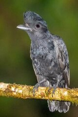 Long-wattled Umbrellabird perched on a moss-covered branch