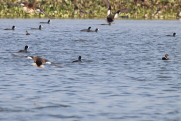 Ducks in wetland