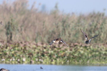 Ducks in wetland