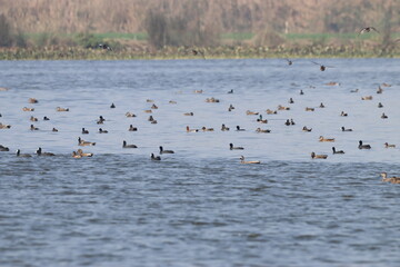 Ducks in wetland