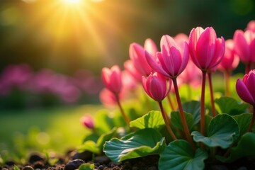 Obraz premium Cyclamen blooms in a sunny corner of the garden with warm rays, flower, ray, sun