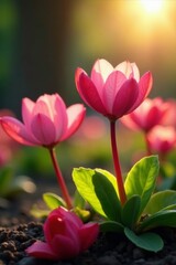Fototapeta premium Cyclamen blooms in a sunny spot with warm rays of light, flower, sun