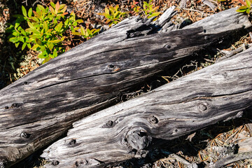 Two pieces of wood with a lot of holes in them