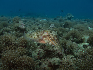 Common cuttlefish at the bottom of the tropical sea among the corals