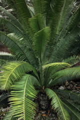 Leaves and patterns of a tropical fern plant species