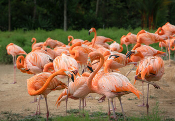 Flock of American flamingos on the sandy bank