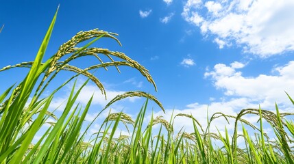 Rice plant under blue sky. Featuring a rice plant growing under a clear blue sky. Highlighting agricultural beauty and natural environment. Ideal for nature and farming visuals.
