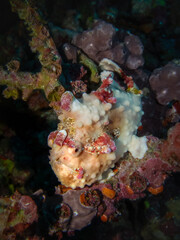 Warty frogfish or clown frogfish, expertly camouflaged among the corals of a tropical sea reef at the coast of Sumatra island