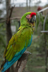 Chestnut-fronted  macaw perching on the branch of a tree