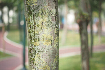 Close-up of Tree Bark with Lichens in Park Setting