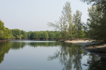 Tranquil Reflections Along a Mangrove River Surrounded by Lush Greenery, Depicting Nature's Beauty Under a Softly Lit Sky for a Perfect Escape into Peaceful Wilderness.