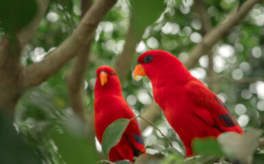 Red Lory parrot perching on the branch of a tree