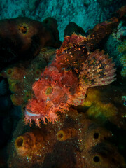 Bearded scorpionfish  camouflaged in the corals at the bottom of a tropical reef