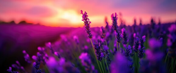 Naklejka premium Lavender sunset field, floral beauty, nature scene, calming background, serenity