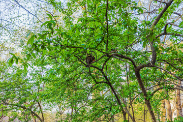 Fototapeta premium Black squirrel sitting on tree branch surrounded by green leaves, holding food with paws against blue sky in spring park. New York. USA.